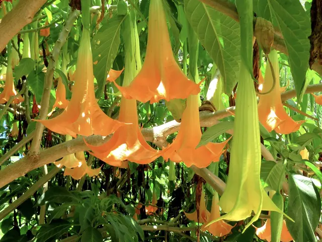 Orange angel’s trumpet flowers at San Diego Botanic Garden
